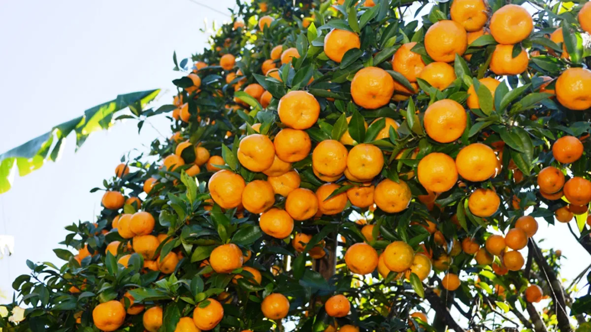 Orange (Junar)